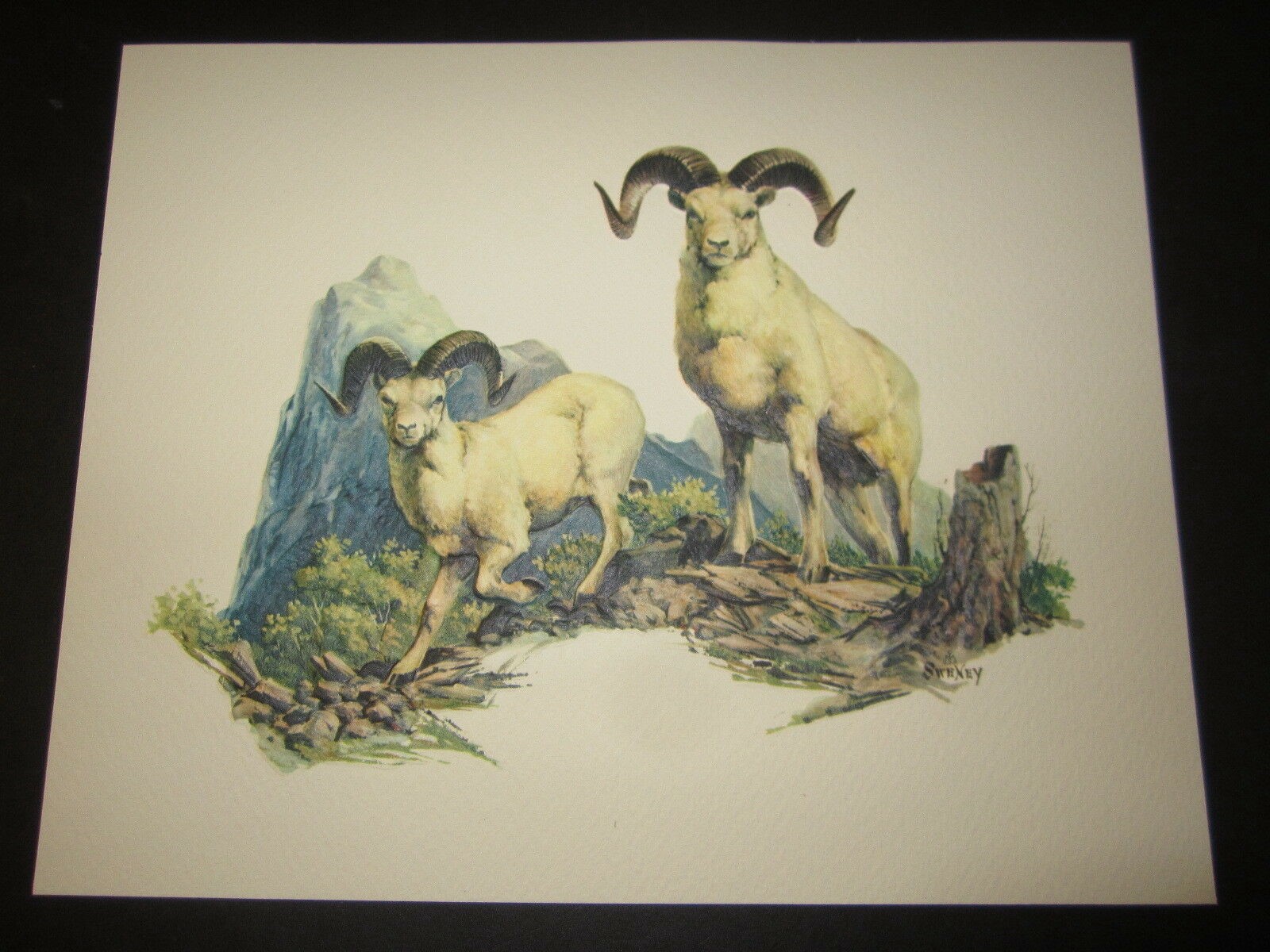 Old Vintage Wildlife PRINT - Dall Sheep Ram - F...