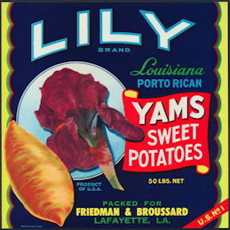 #ZLC430 - Lily Louisiana Porto Rican Yams Sweet...