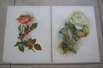 Lot of 2 Old Vintage 1909 - Antique VICTORIAN PRINTS - FLOWERS - ROSES