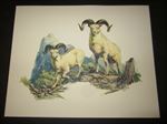 Old Vintage Wildlife PRINT - Dall Sheep Ram - Fred Sweney - Heavily Embossed 