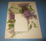 Old Vintage 1910 Antique VICTORIAN PRINT LILAC FLOWERS w Frame for Menu or Photo