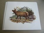 Lot of 10 Old Vintage 1970's Louis Raymer - WILDLIFE ART PRINTS - ELK