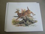 Lot of 10 Old Vintage 1970's Louis Raymer - WILDLIFE ART PRINTS - DEER