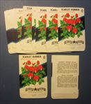  Lot of 25 Old Vintage 1950's - SCARLET RUNNER - Flower SEED PACKETS 