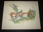 Old Vintage Wildlife PRINT - ANTELOPE - Fred Sweney - Heavily Embossed 