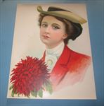 Old Vintage 1906 - Antique VICTORIAN PRINT - Lady - RED ASTER - FLOWER