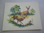 Old Vintage Wildlife PRINT - DEER - Fred Sweney - Heavily Embossed 