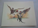 Old Vintage Wildlife PRINT - DUCKS - Fred Sweney - Heavily Embossed 