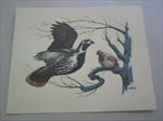 Old Vintage Wildlife PRINT - QUAIL - Birds - Fred Sweney - Heavily Embossed 