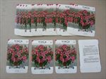  Lot of 50 Old Vintage VINCA Little Pinkie - Flower SEED PACKETS  Empty