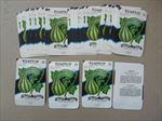  Lot of 50 Old Vintage - PUMPKIN - Green Striped - SEED PACKETS - Empty