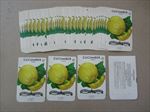  Lot of 50 Old Vintage - CUCUMBER - Lemon - SEED PACKETS - Empty