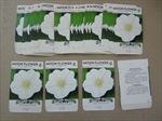  Lot of 50 Old Vintage 1950's - MOON FLOWER - SEED PACKETS - Empty