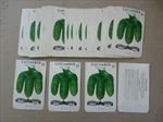  Lot of 50 Old Vintage - CUCUMBER - Early Cluster SEED PACKETS - Empty