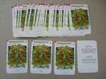  Lot of 50 Old Vintage - AMARANTHUS Josephs Coat - SEED PACKETS - Empty