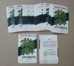  Lot of 50 Old Vintage 1950's CASTOR BEAN Ornamental SEED PACKETS Empty