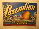  Lot of 100 Old Vintage - CASCADIAN - PEAR LABELS - Wenatchee WA. 