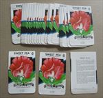  Lot of 50 Old Vintage - SWEET PEA Scarlet Flower SEED PACKETS Empty
