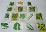 Lot of 15 Old Vintage 1930's-1950's - BEANS - PEAS - CORN - SEED PACKETS - EMPTY