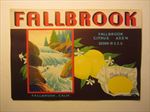  Lot of 25 Old Vintage - FALLBROOK - Sunkist LEMON LABELS - CA. 