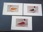 Lot of 3 Old Vintage - STRASSER PIGEON - Bird - ART PRINTS - Walter Hoenes N.J.