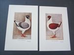 Lot of 2 Old Vintage - FLORENTINE PIGEON - Bird - ART PRINTS - Hoenes N.J.