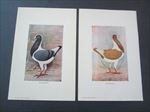 Lot of 2 Old Vintage - HUNGARIAN PIGEON - Bird - ART PRINTS - Hoenes N.J.
