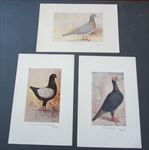 Lot of 3 Old Vintage PIGEON Bird ART PRINTS  - CARRIER - CHECKER LARK - N.J.