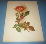 Old Vintage 1909 Antique - VICTORIAN PRINT - ROSE FLOWER 