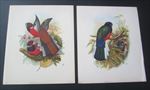 2 Old Vintage c.1940's - Henry B. Sandler Co. - BIRD - Art PRINTS