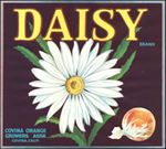 #ZLC328 - Daisy Brand Sunkist Orange Crate Label