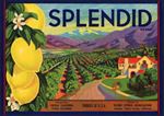 #ZLC301 - Splendid Lemon Crate Label