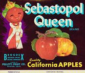 #ZLC072 - Sebastopol Queen Apple Crate Label
