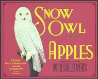 #ZLC186 - Scarce Red Background Snow Owl Apples...